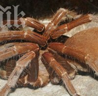 Откриха тарантула гигант с отрова да убие мишка