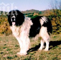 Българското каракачанско куче - хит в САЩ