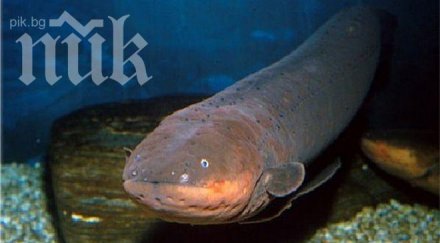 китаец навря сантиметрова змиорка задника снимка