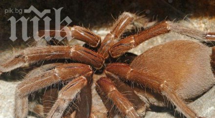 откриха тарантула гигант отрова убие мишка