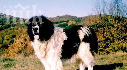 българското каракачанско куче хит сащ