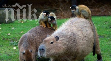 маймуни яздят гигантски мишки холандия