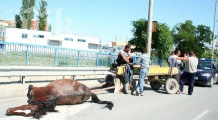 кон блъсна челно маршрутка центъра софия загина