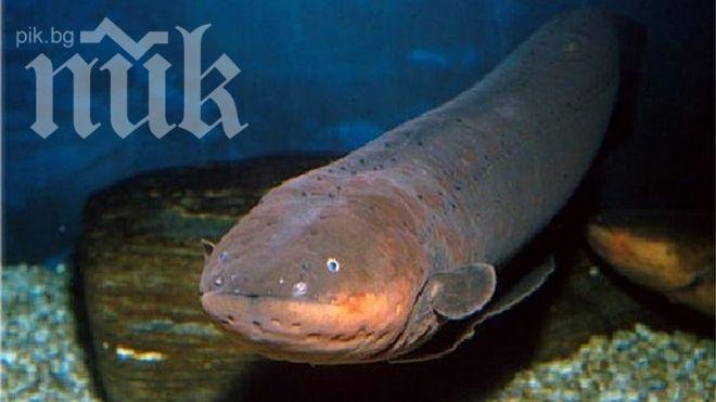 Китаец си навря 50-сантиметрова змиорка в задника (снимка)