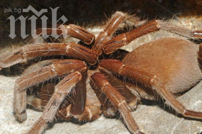 Откриха тарантула гигант с отрова да убие мишка