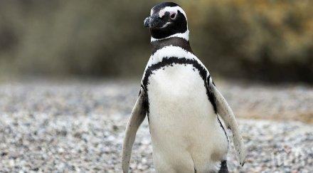 самотен пингвин търси мацка сайта запознанства риба снимки