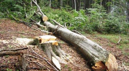 горите сертификати август