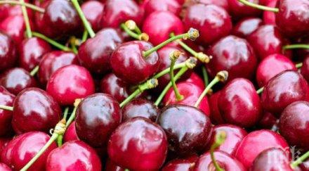 черешите поевтиняха ударно