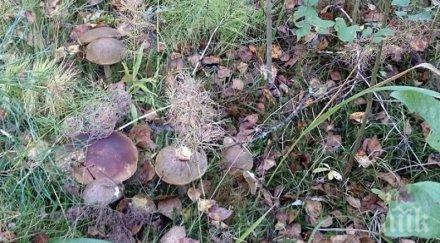 гъби чернобил защитават космонавтите слънчева радиация