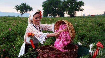 неуспешна година розопроизводителите