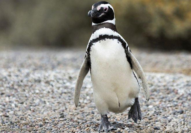 Самотен пингвин си търси мацка в сайта за запознанства Много риба (СНИМКИ)