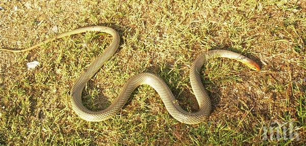 СТРАХ! Змии налазиха Кючука в Пловдив