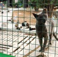 Мъж, ненавиждащ котките, завеща на приют 275 000 долара