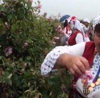 Казанлък закъса за берачи на рози