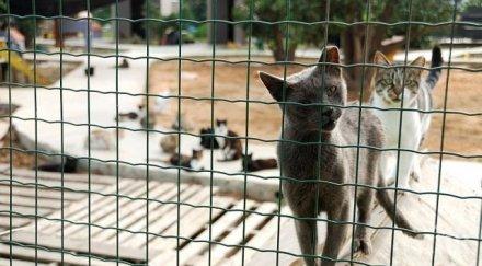 мъж ненавиждащ котките завеща приют 275 000 долара