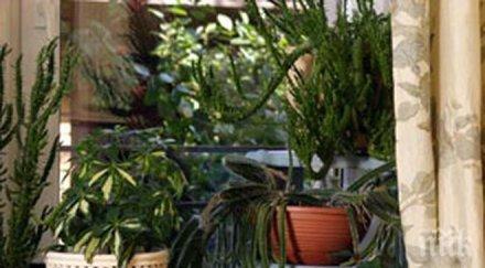 всяка стая дома иска своето цвете