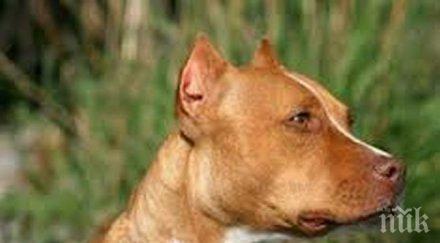 тежък инцидент питбул нахапа дете пловдив