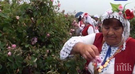 розоберът започна туристи веселят производители готвят протести