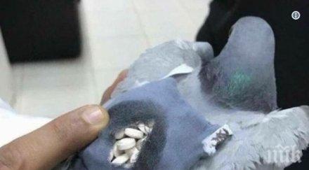 куриоз арестуваха гълъб наркотрафикант