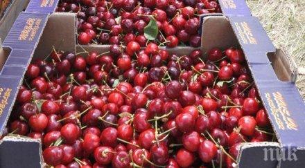 накрая ягодите черешите паднаха лева килограм