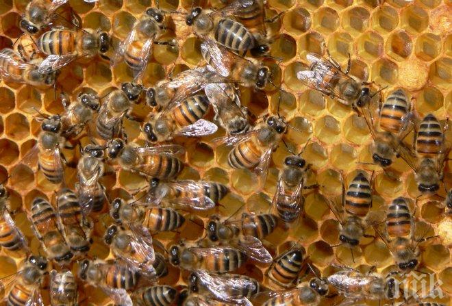МОР! Хиляди пчели измряха край Пловдив заради опасни отпадъци (ВИДЕО)