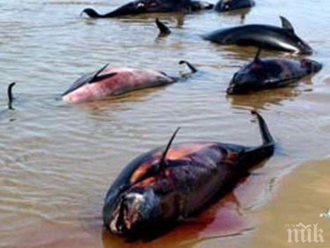 Заради бракониери: Морето изхвърли десетки мъртви делфини край Одеса