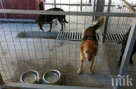 Пуснаха от ареста собственика на кучешкия концлагер край Варна- нямало основания да бъде задържан 