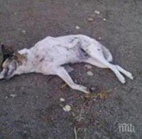 ЗВЕРСТВО! Жена преби куче с мотика