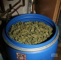 ХИТ В ПЛОВДИВ! Бидоните за зеле пълни с... дрога