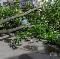 Страшен ураган вилнее в Москва! Падат дървета и покриви, има и жертви (ВИДЕО/СНИМКИ)