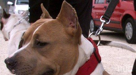 отровиха едно кучетата собственика чийто питбул нахапа дете пловдив