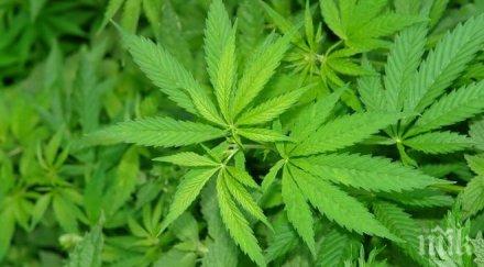 нарконаходка намериха изоставен сак канабис