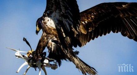 российская газета франция птиците помагат борбата безпилотните летателни апарати