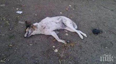 зверство жена преби куче мотика