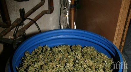 хит пловдив бидоните зеле пълни дрога