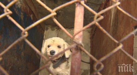 събраха 9000 подписа ефективна присъда собственика кучешкия концлагер варна