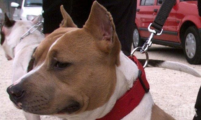 Отровиха едно от кучетата на собственика, чийто питбул нахапа дете край Пловдив