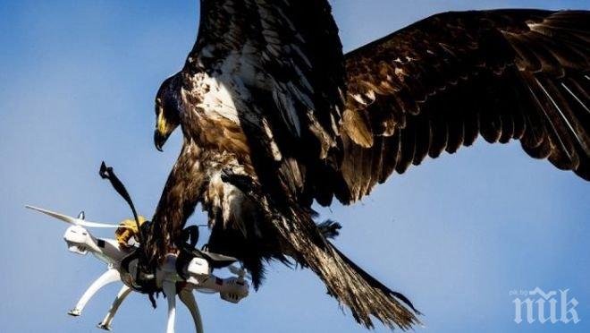 Российская газета: Във Франция птиците ще помагат в борбата срещу безпилотните летателни апарати