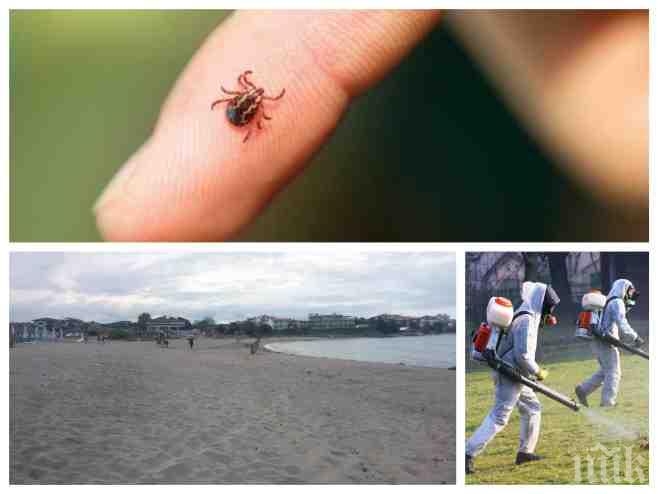 Концесионерите на плажа в Арапя с официално изявление за кърлежите (СНИМКИ)