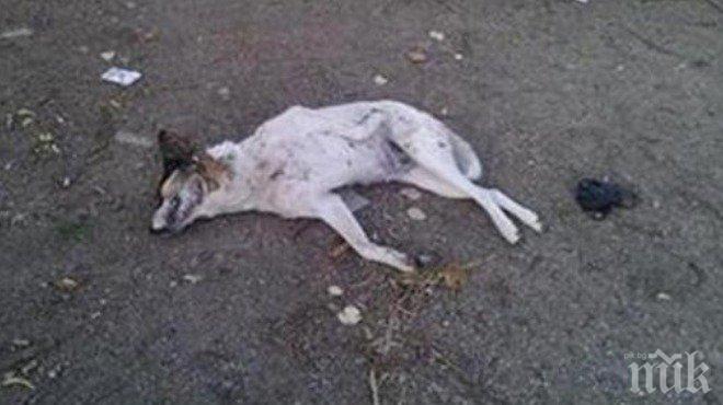 ЗВЕРСТВО! Жена преби куче с мотика