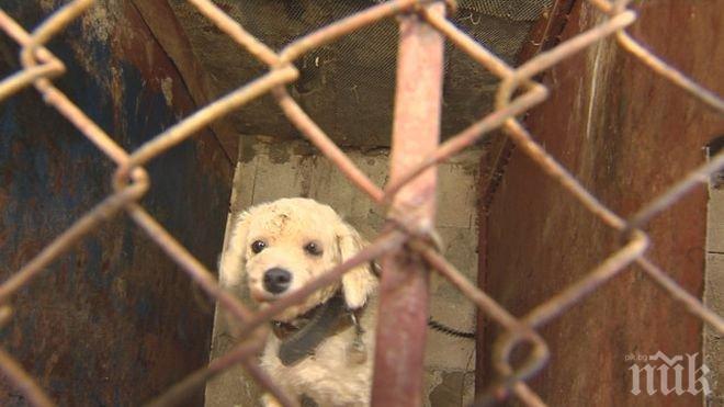 Събраха 9000 подписа за ефективна присъда на собственика на кучешкия концлагер във Варна 