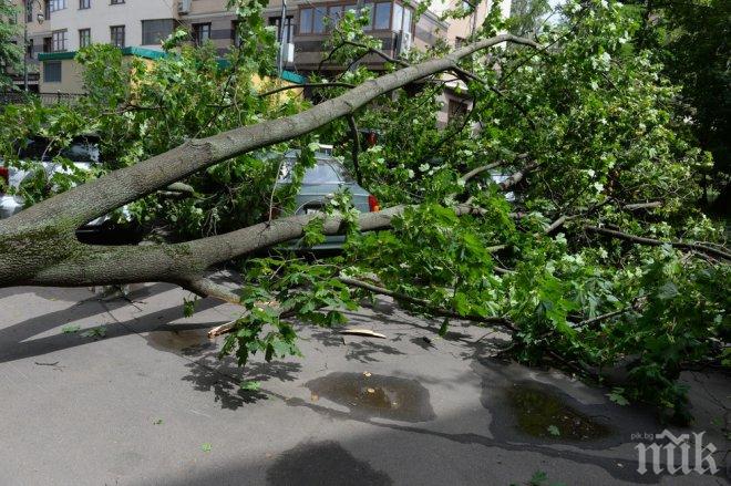 Страшен ураган вилнее в Москва! Падат дървета и покриви, има и жертви (ВИДЕО/СНИМКИ)
