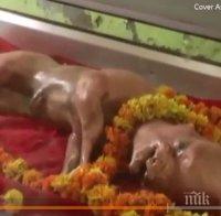 УНИКАЛНО: В Индия се роди теленце с човешко лице (ВИДЕО)
