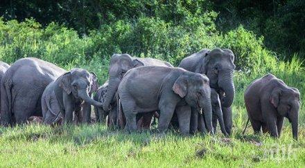 напаст стадо слона изпотъпка обработваеми площи пет села танзания