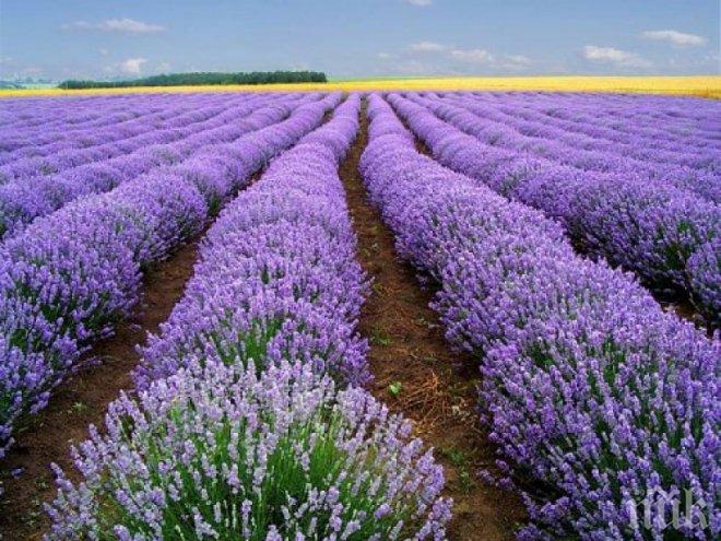 Карлово празнува Международния ден на лавандулата