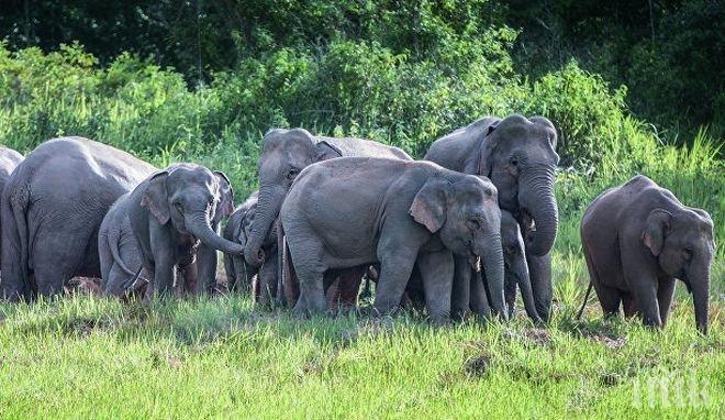 Напаст! Стадо от над 40 слона изпотъпка обработваеми площи на пет села в Танзания