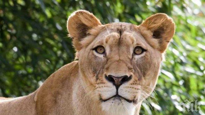 Нова лъвица ще радва посетителите в зоопарка в Благоевград 