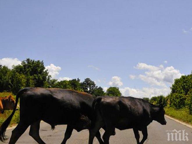 КРЪВ НА РЕЛСИТЕ! Влак блъсна стадо от 15 крави край Пловдив (СНИМКИ 18+)