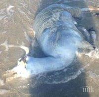 Трупове на агнета изплаваха на плажовете в Златни пясъци и Варна