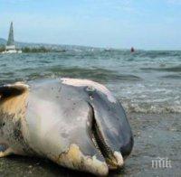 Морето изхвърли трупове на овце и делфини